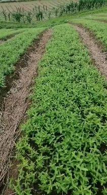 白薇  东北直立苗，辽宁直立苗，山东直立苗
