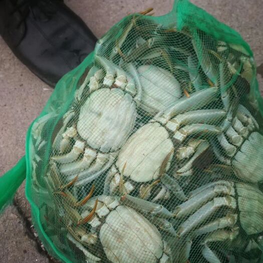 泗洪县 洪泽湖大闸蟹