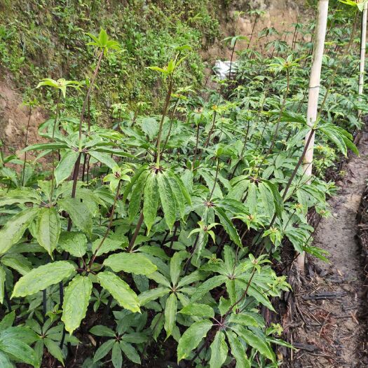 隆回县华重楼  供应七叶一枝花苗，3年苗4片叶至7片叶，3元一株，500起发