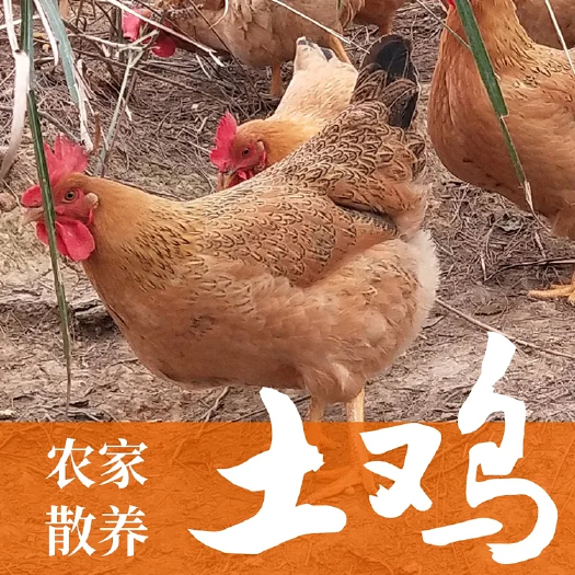 横州市 横县陶圩土鸡