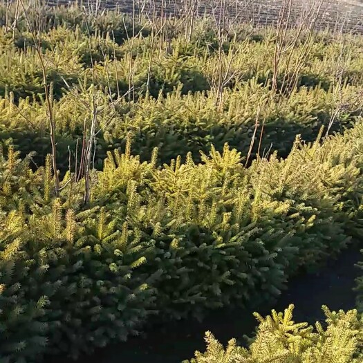 齐齐哈尔 齐齐哈尔市铁锋区，红皮云杉，15万颗，30-50公分