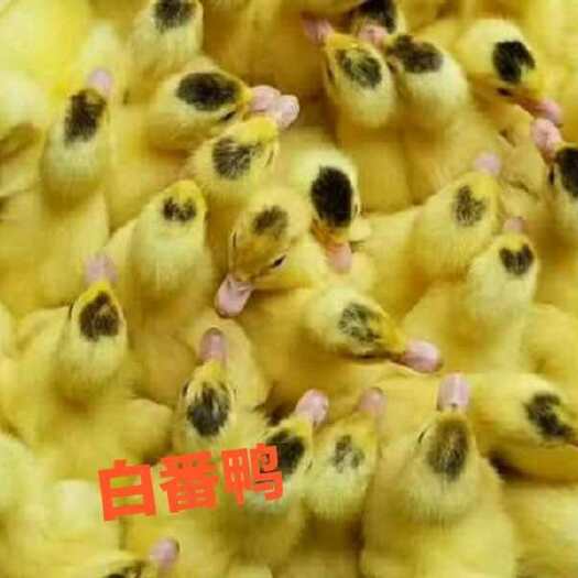 南宁大种白番鸭苗 白番大种二代