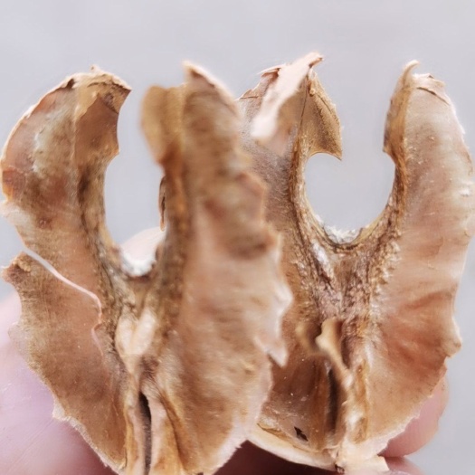 丹凤县分心木，中老年人泡水的好茶。包邮，精选手工挑选无杂质