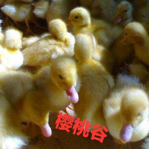 南宁樱桃谷肉鸭苗 樱桃谷大白鸭。45天6斤以上，成年公鸭重8－9斤母鸭7－8斤