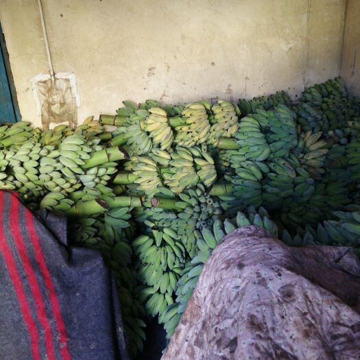 昆明芭蕉 七成熟
