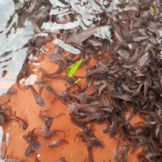 高州市三黄塘鲺 三黄塘虱