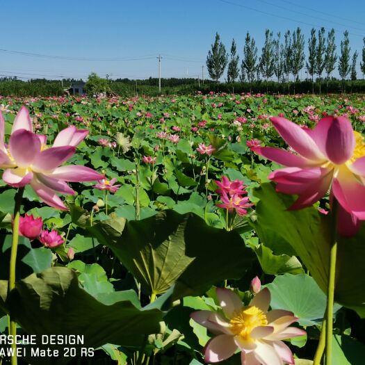 安新县 河北荷花藕种苗种植基地批发 品质保证 多购从优