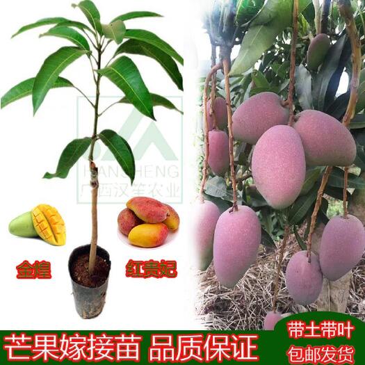 灵山县金煌芒果苗