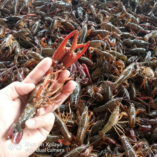 潜江市 小龙虾直供