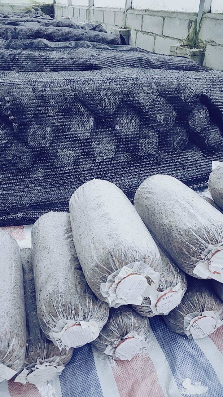 鲜平菇  专注服务，信誉第一