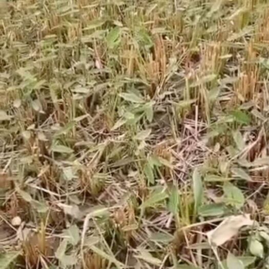 杭州黄菖蒲 水生植物大量供应