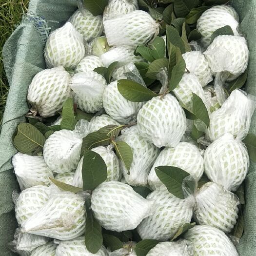 廉江市西瓜芭乐 中果，水分足，清甜