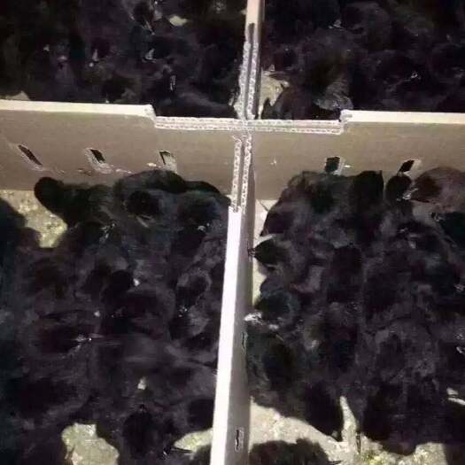 南宁五黑鸡苗 统货