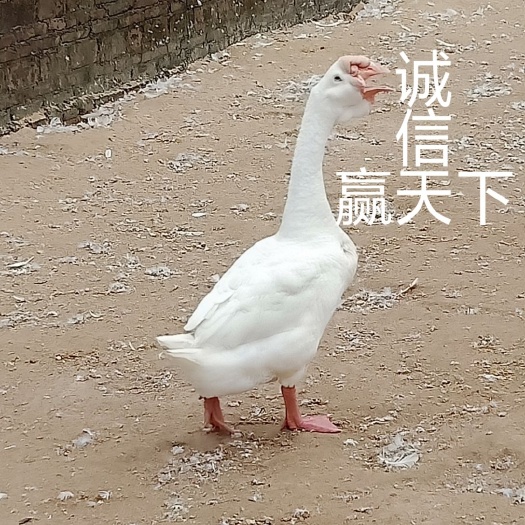 阳江 全年供应各品种大品种优质鹅苗
