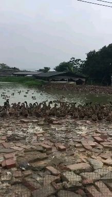 广州广东水麻鸭苗，孵化场直供，包运费，包路损
