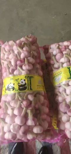 金乡县 新鲜大蒜上市保证质量