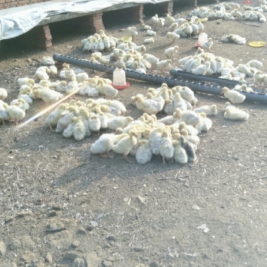 迁安市 好鹅苗优惠出售中