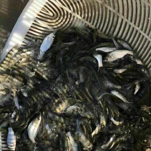 楚雄市 草鱼苗 鲤鱼苗 各类淡水鱼苗