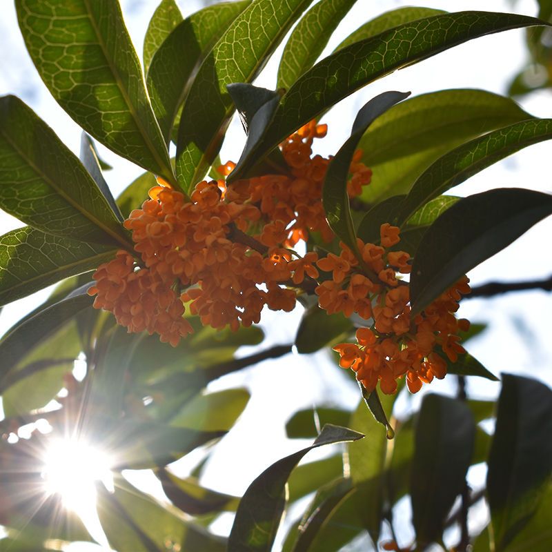 桂花樹苗盆栽四季桂沉香丹桂八月金桂濃香型庭院室內(nèi)植物盆景