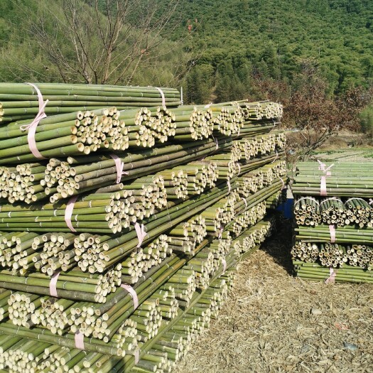 湖州大量批发出售早园竹毛竹梢绿化支撑杆枸杞支撑杆果树支撑竹