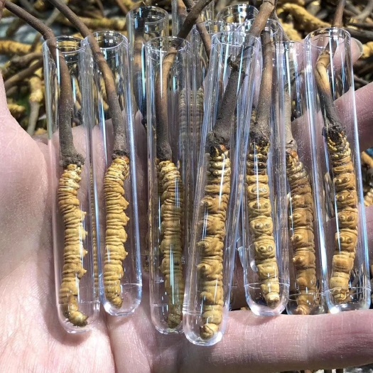 冬虫夏草 鲜草 规格齐全  一根也是批发价  产地直达