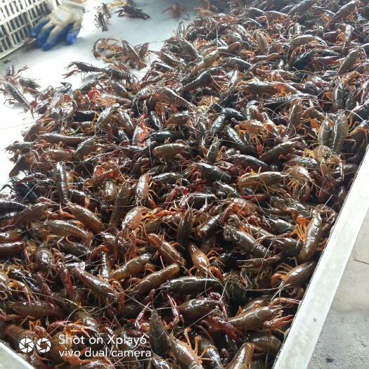 潜江市 鲜活小龙虾