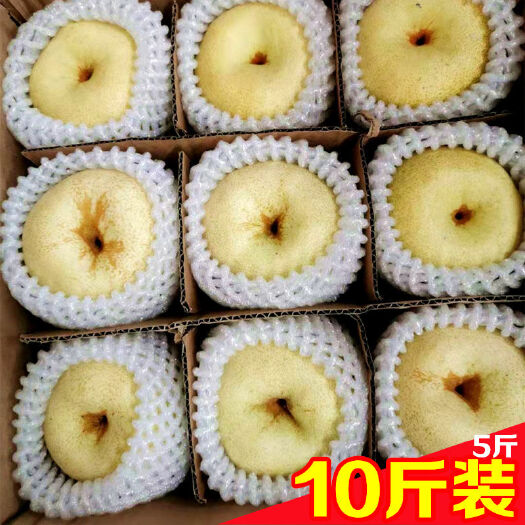 砀山县砀山酥梨 90mm以上 200-250g