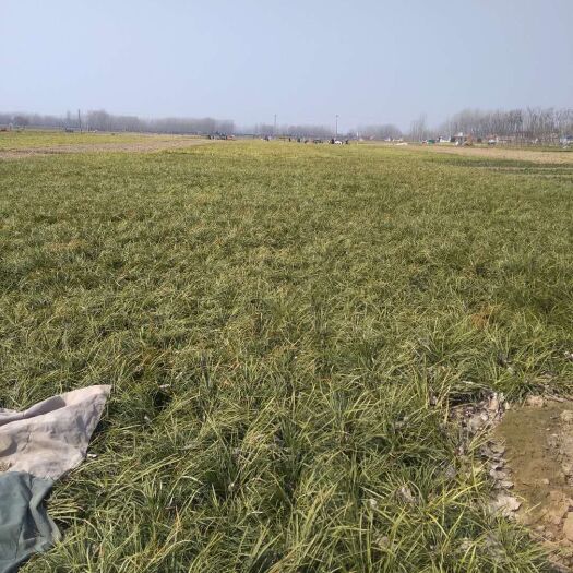 曹县 优质麦冬草 自家种植基地 现货