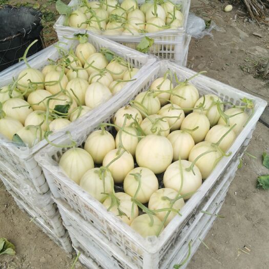 三门县 精品散装东方蜜1号