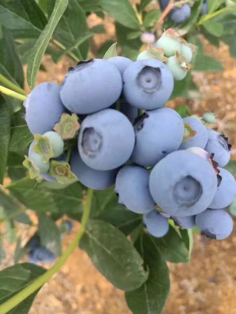 兔眼蓝莓  【头茬蓝莓】细腻的果肉 甜脆饱满 清香爽滑
