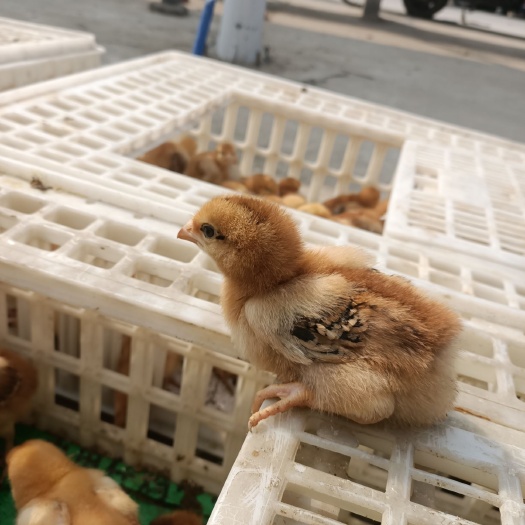 沈丘县土鸡苗  现货脱温红玉380脱温鸡苗，半斤以上养殖技术支持