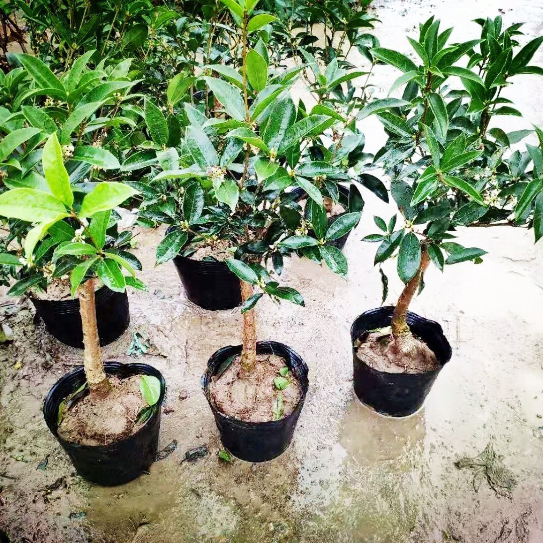 桂花樹苗盆栽四季桂沉香丹桂八月金桂濃香型庭院室內(nèi)植物盆景