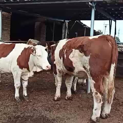 肉牛 400-600斤 母牛