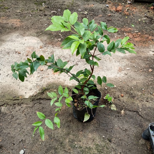 嘉宝果苗 四季嘉宝果树苗 批发新奇果树苗 规格多样 有小苗到开花结果树