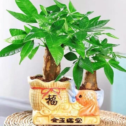  绿植盆栽发财树小办公室内招财摇钱树盆景花卉客厅摆放植物
