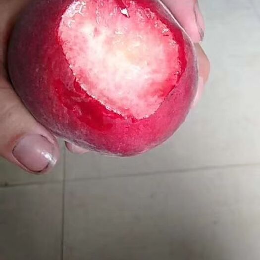 宜城市红不软桃 湖北宜城市的桃子品种齐全