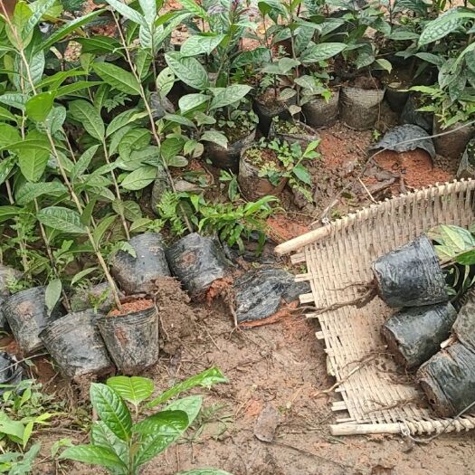 防城港金花茶树苗 防城金花茶