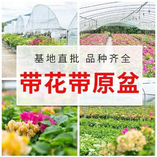 花叶红三角梅苗 巴西三角梅盆栽大苗爬藤植物阳台老桩多色重瓣四季开花卉带花发货