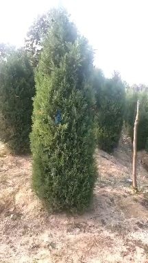 大荔县 刺柏