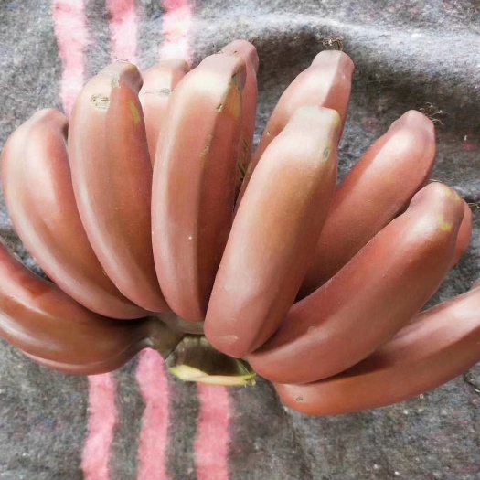 平和县 红香蕉