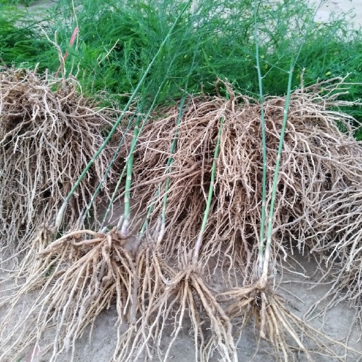 曹县芦笋根  芦笋苗  芦笋种苗 芦笋种子 山东基地直供