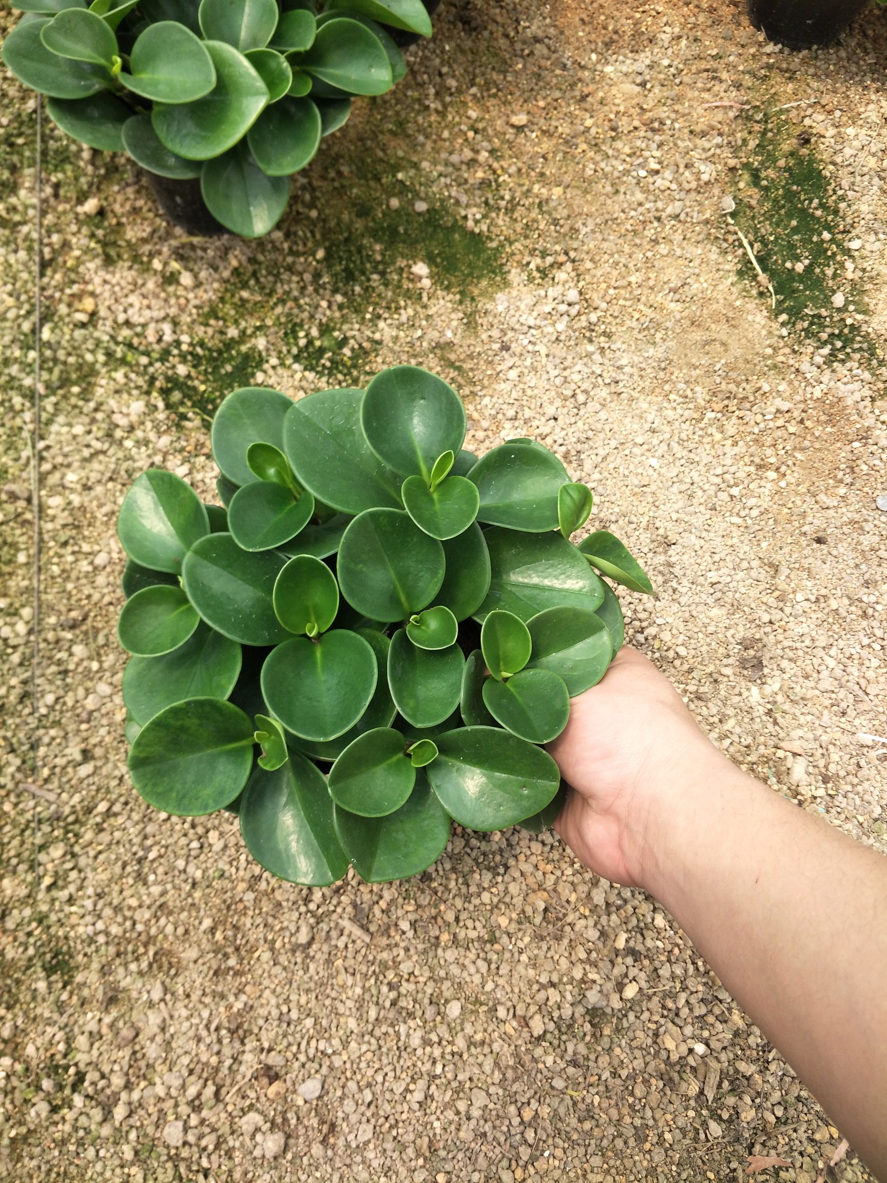  碧玉（豆瓣绿）青色，红色，吸收甲醛，净化空气，基地直销！