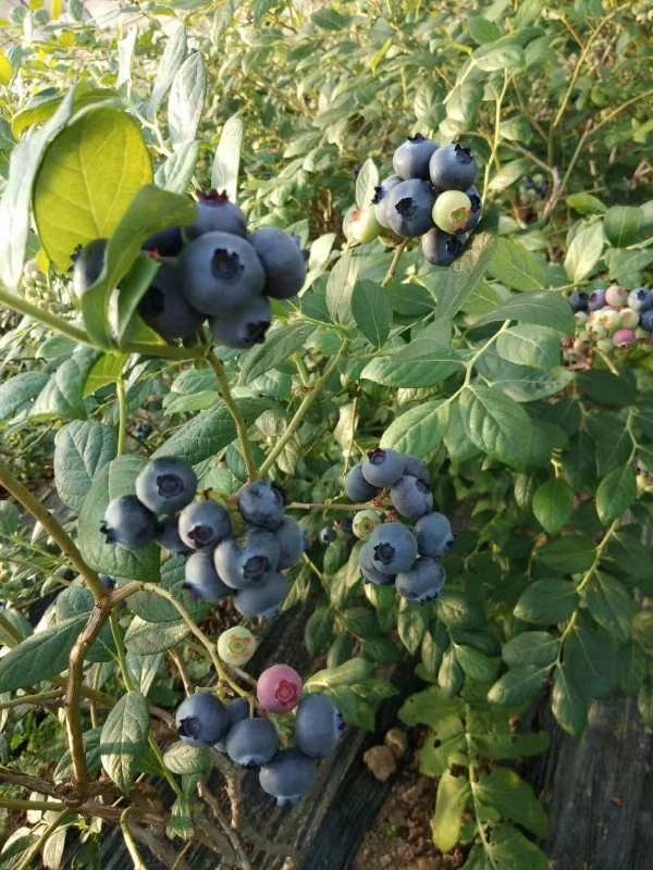 兔眼蓝莓  【头茬蓝莓】细腻的果肉 甜脆饱满 清香爽滑