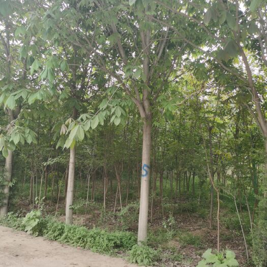 周至县七叶树