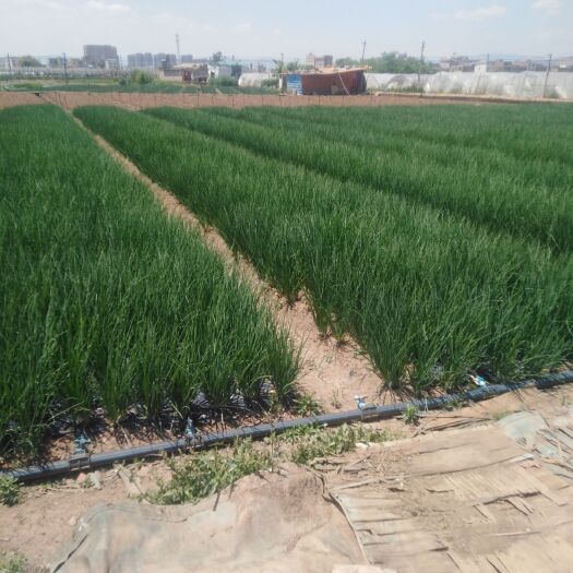 玉溪 新鲜小葱