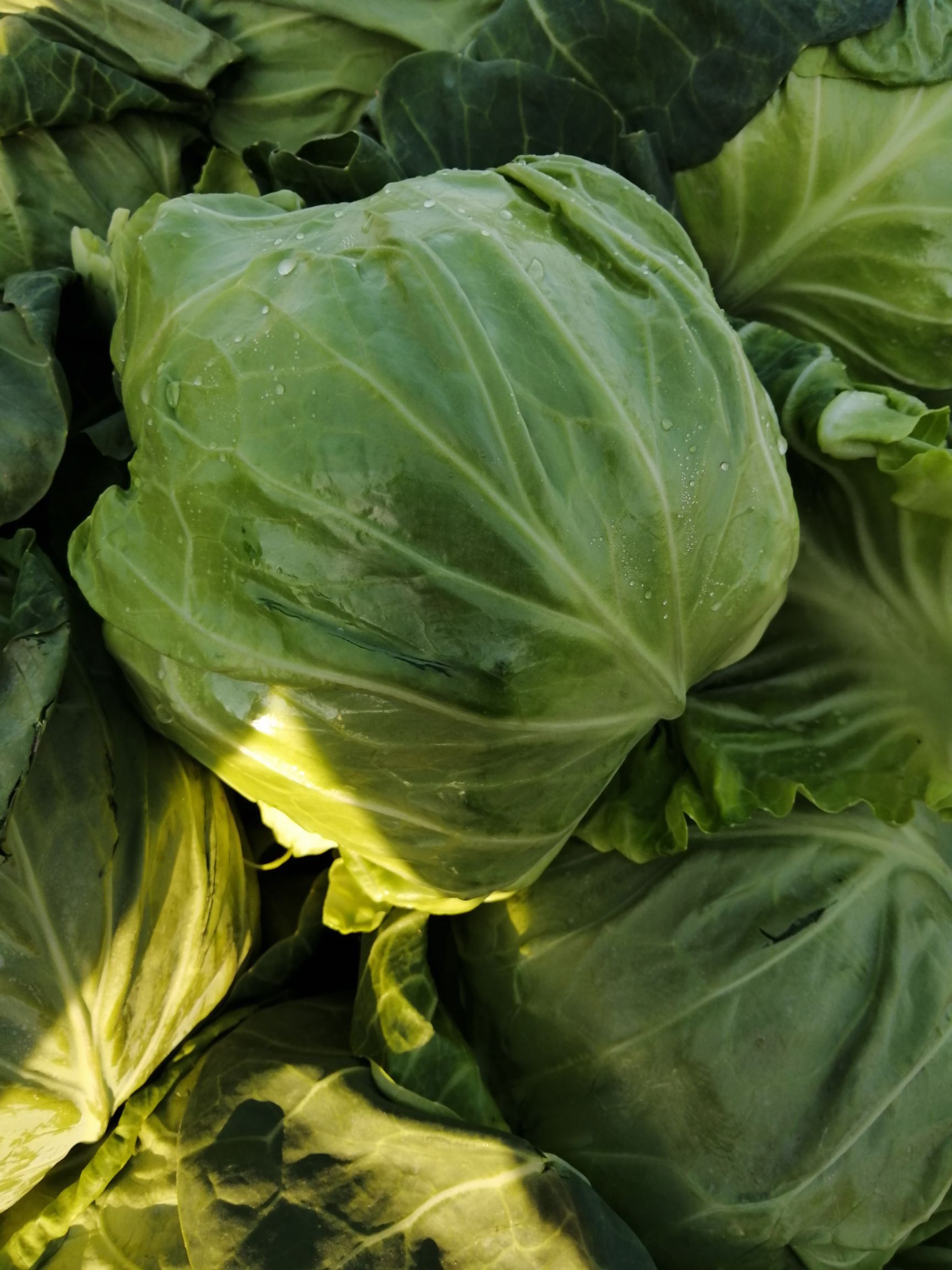 [绿包菜批发]绿包菜 大量上市中价格0.65元/斤 - 惠农网