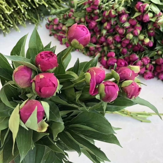 菏泽美丽芍药  芍药鲜切花，重瓣花，基地直销，现要现切，价格便宜量大优惠