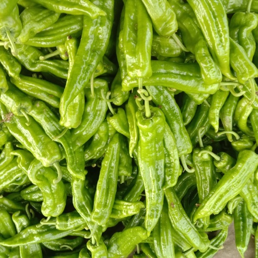 兰陵县青泡椒  山东兰陵薄皮301