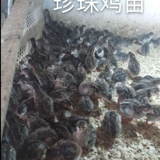 南宁珍珠鸡苗 统货