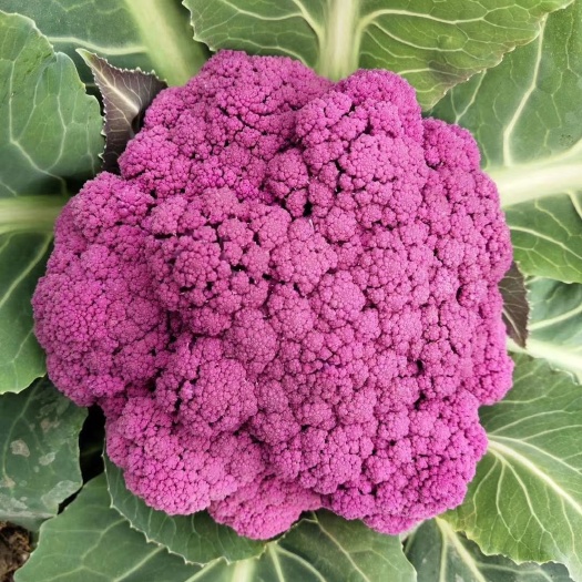 寿光市（有现货）紫花菜，紫色花椰菜，新鲜采摘，全国批发